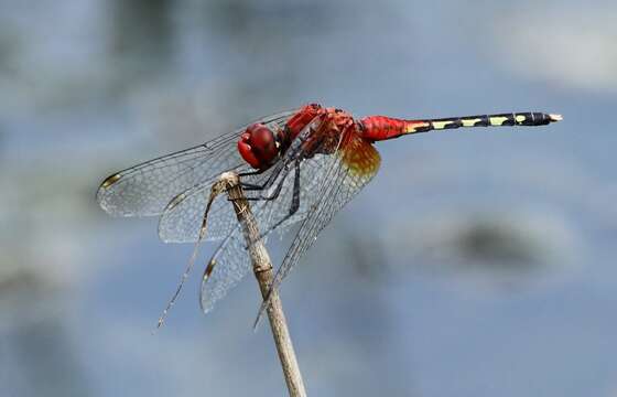 Image of Barbet Percher