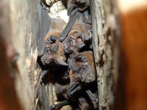 Image of broad-eared bat