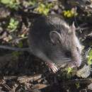 Image of New Holland Mouse