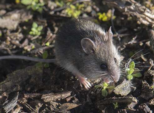 Image of New Holland Mouse