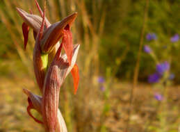 Image of Small-flowered serapias