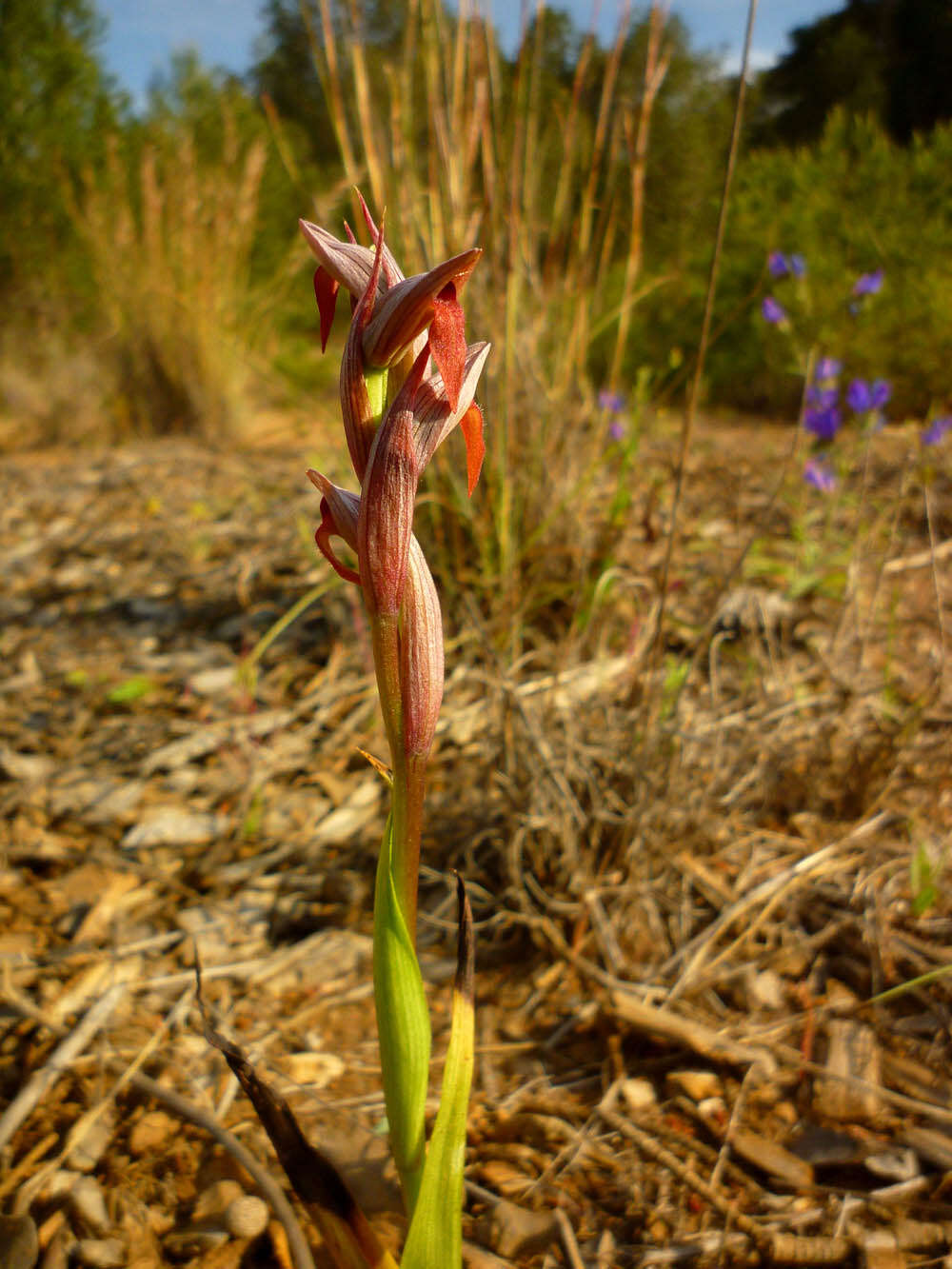 Image of Small-flowered serapias