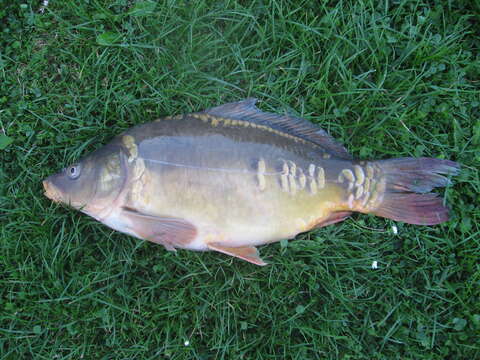 Image of common carp, carp