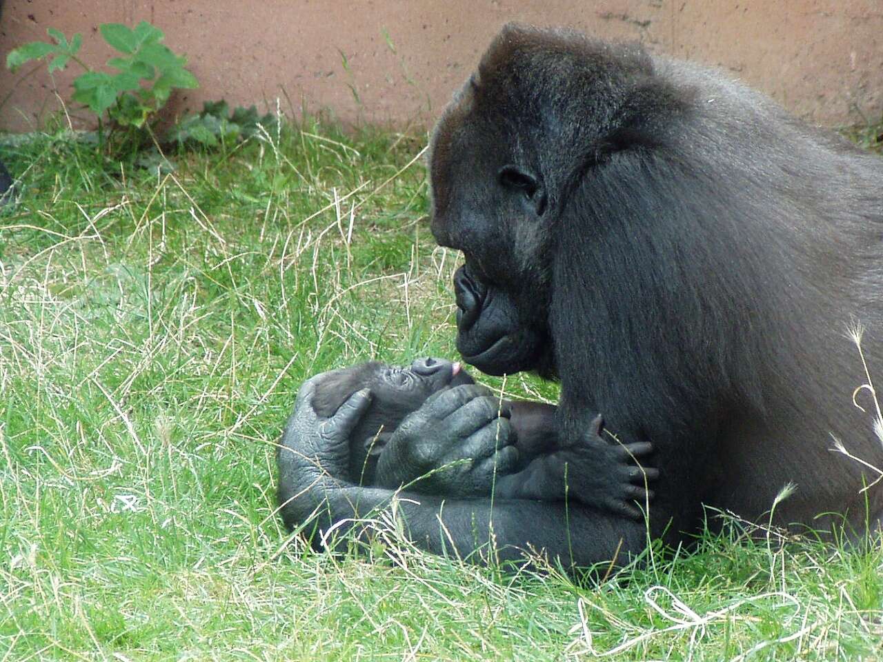 Image of Lowland Gorilla