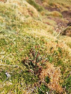 Image of Plantago barbata Forst.