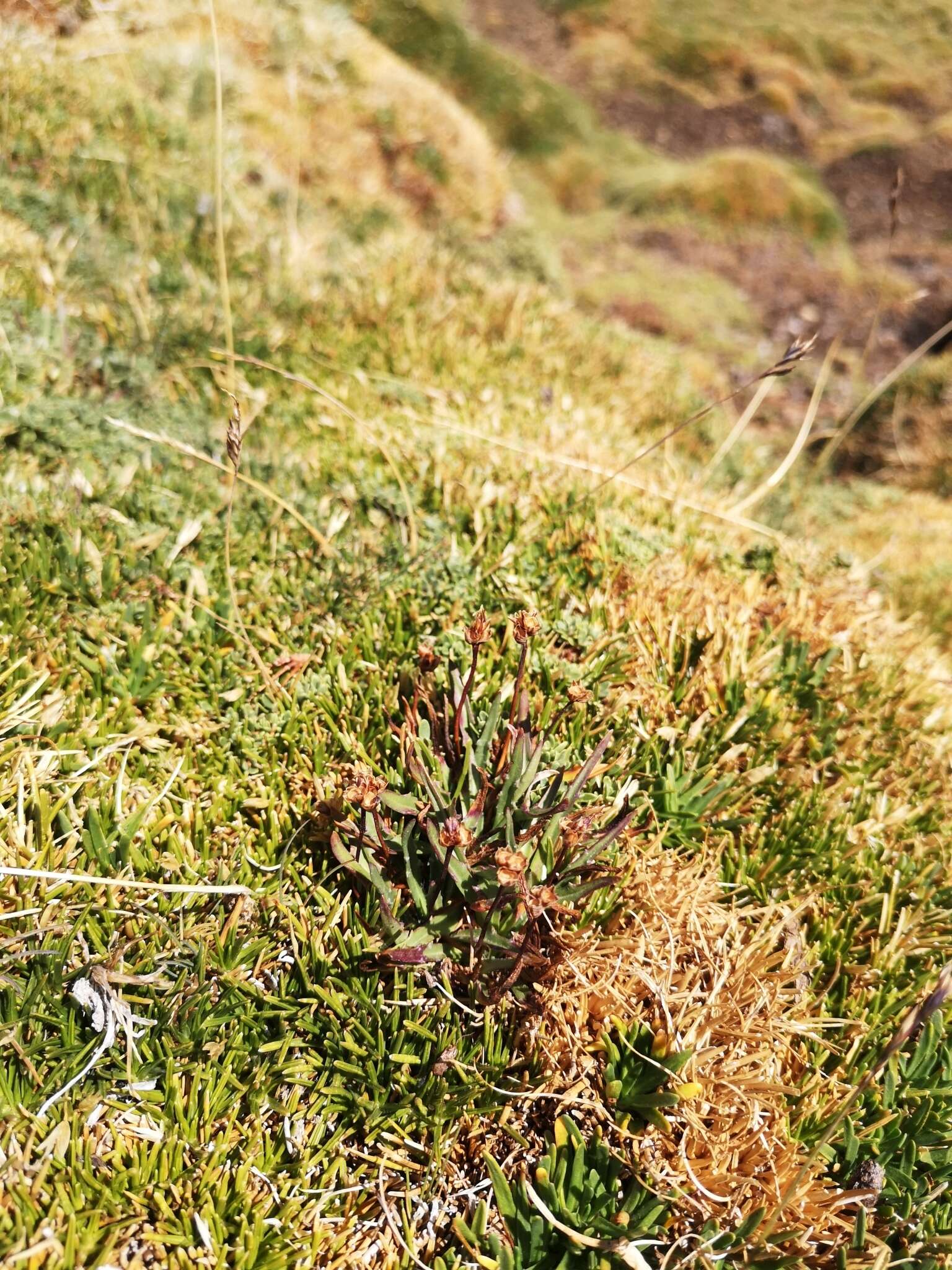 Imagem de Plantago barbata Forst.