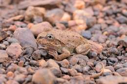 Imagem de Ranoidea occidentalis (Anstis, Price, Roberts, Catalano, Hines, Doughty & Donnellan 2016)