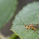 Image of Echthromorpha agrestoria notulatoria (Fabricius 1804)