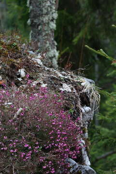 Imagem de Erica carnea L.