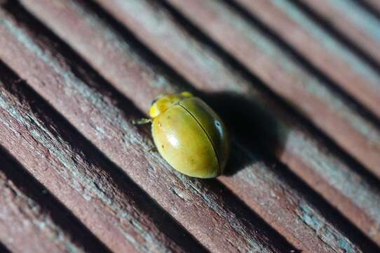 Image of Harmonia yedoensis (Takizawa 1917)