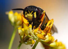 Imagem de Philanthus triangulum (Fabricius 1775)