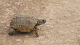 Image of Chilean Tortoise