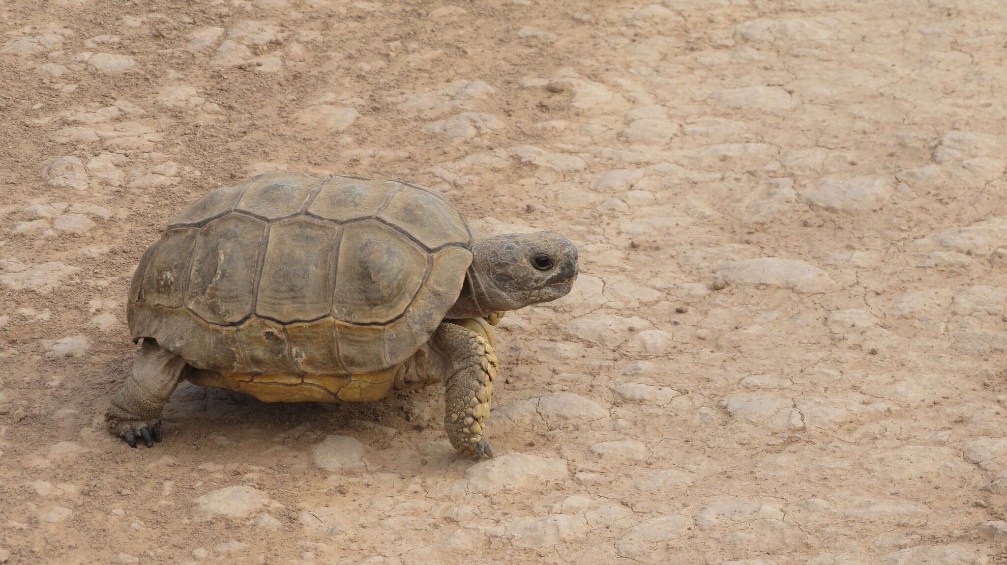 Слика од Chelonoidis chilensis (Gray 1870)