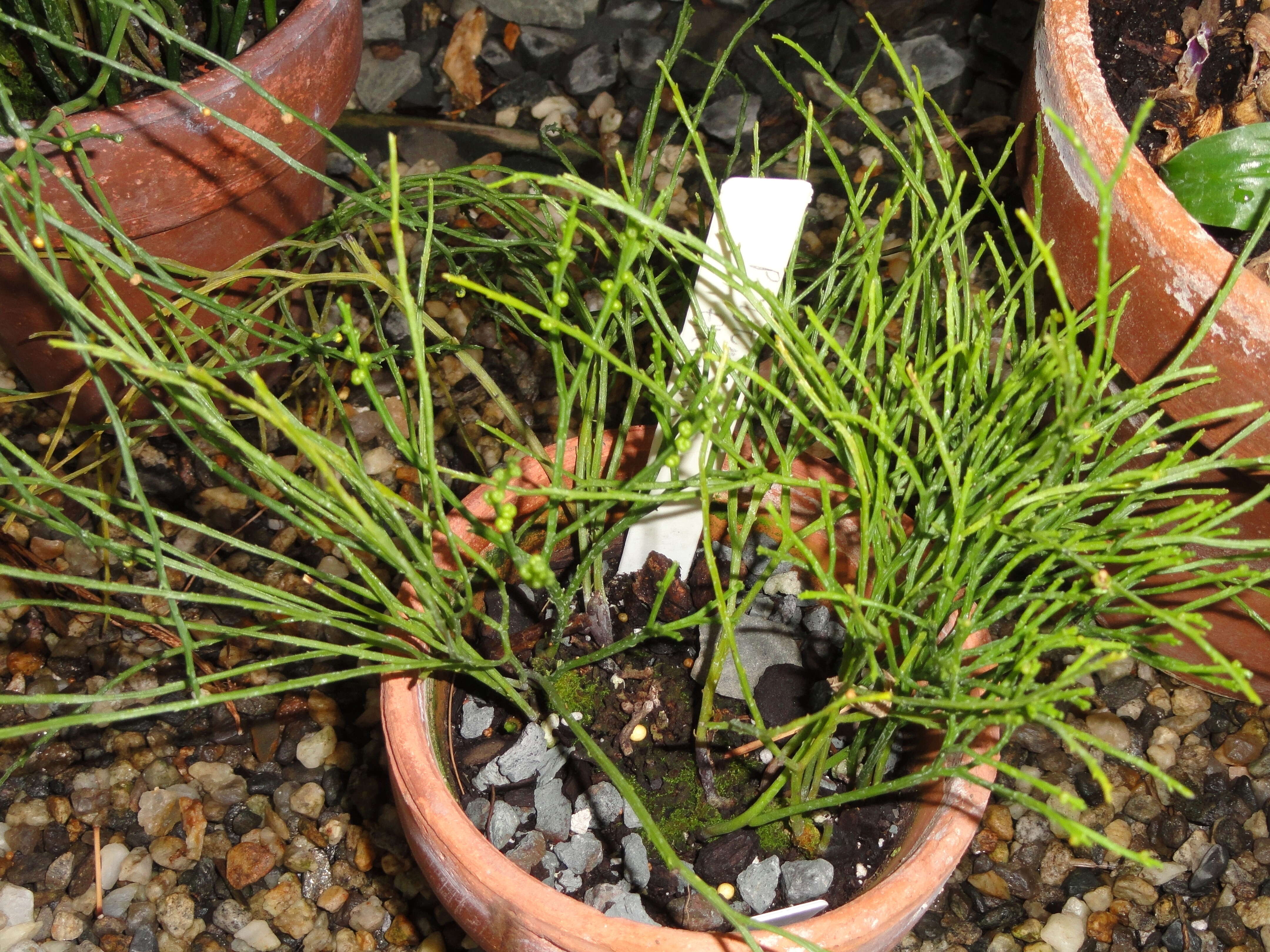 Psilotum complanatum Sw.的圖片