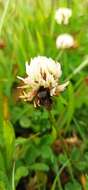 Image of Bombus funebris Smith 1854