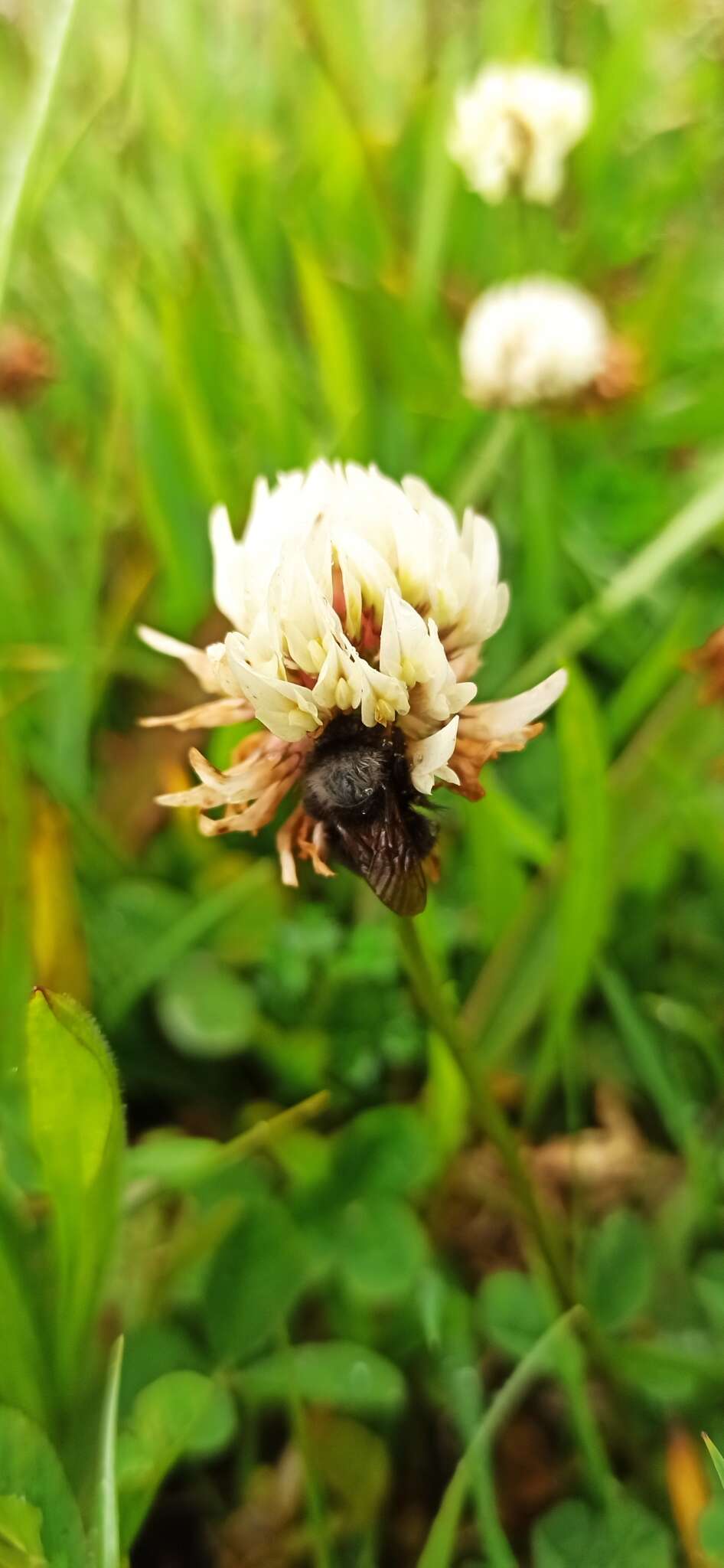 Image of Bombus funebris Smith 1854