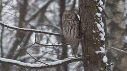 Image of Ural Owl