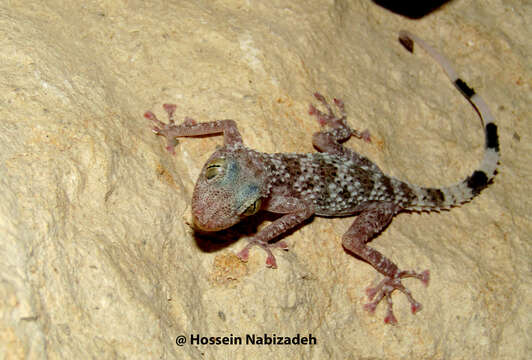 Image of Asaccus iranicus Torki, Ahmadzadeh, Ilgaz, Avci & Kumlutas 2011