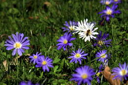 Image of Balkan Anemone