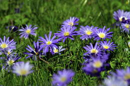 Image of Balkan Anemone