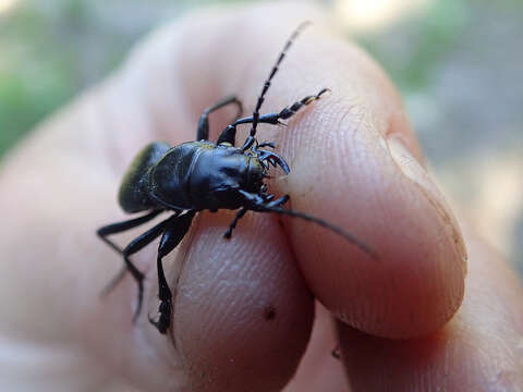 Image de Omus californicus Eschscholtz 1829