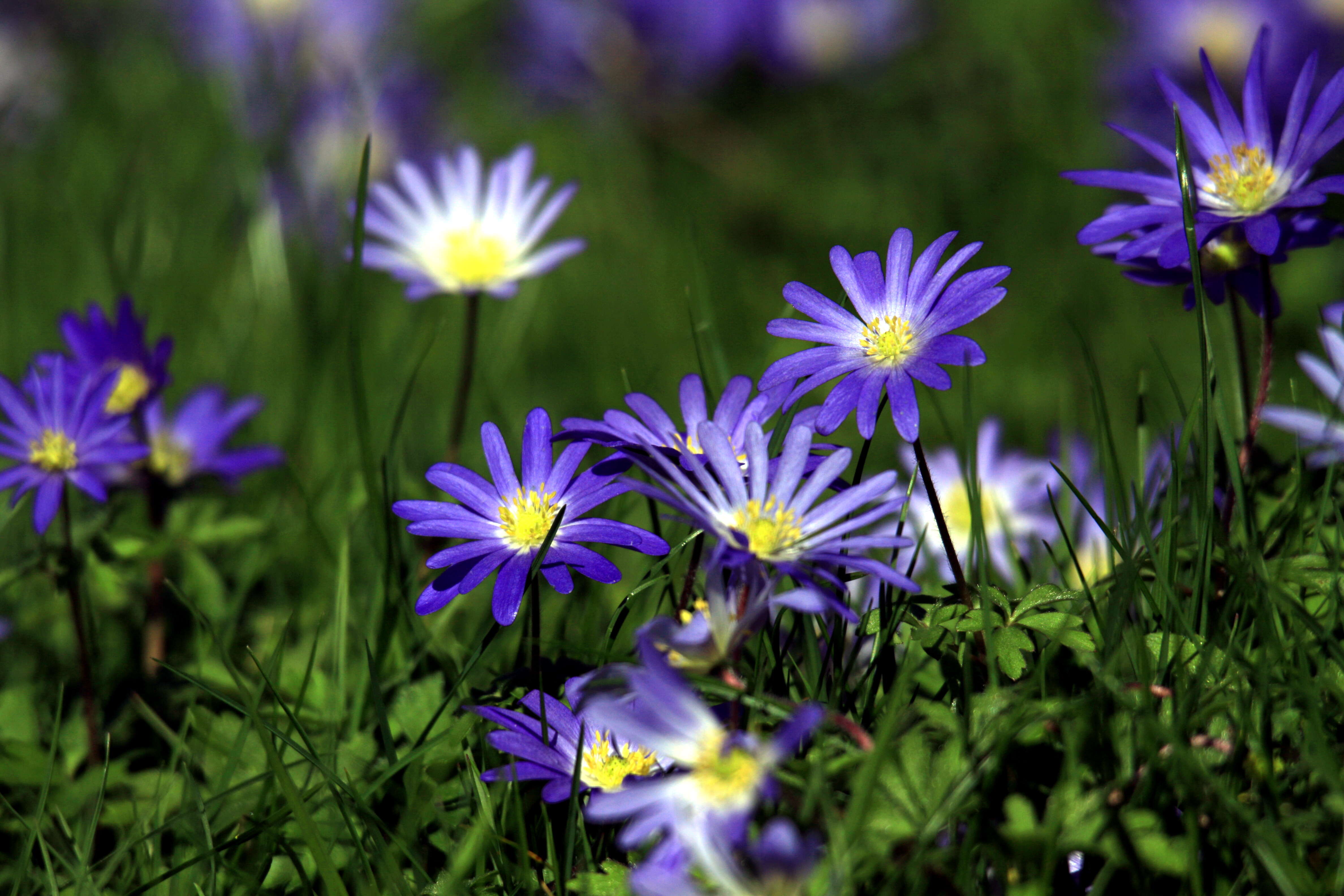 Image of Balkan Anemone