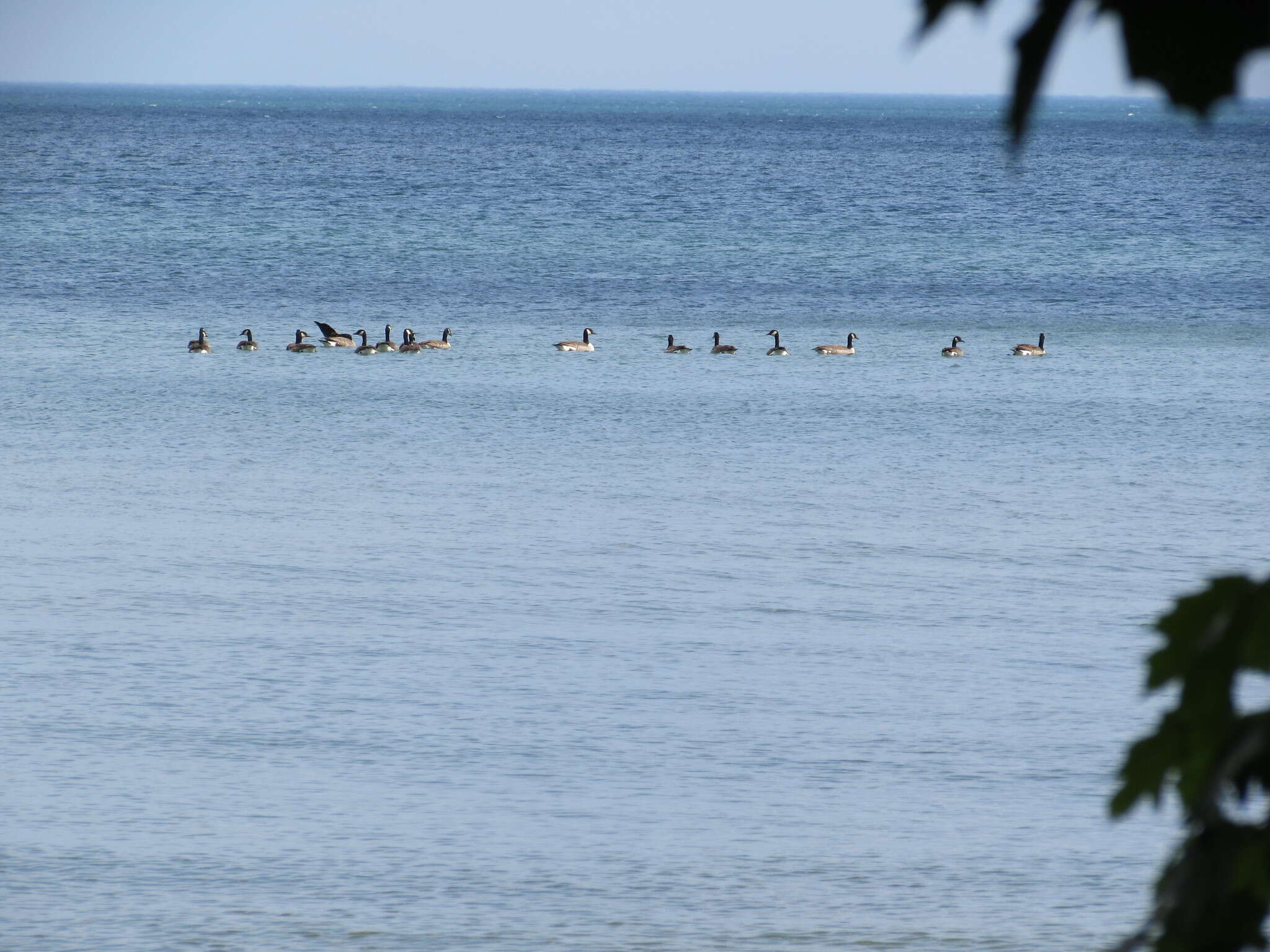 Image of Hawaiian goose