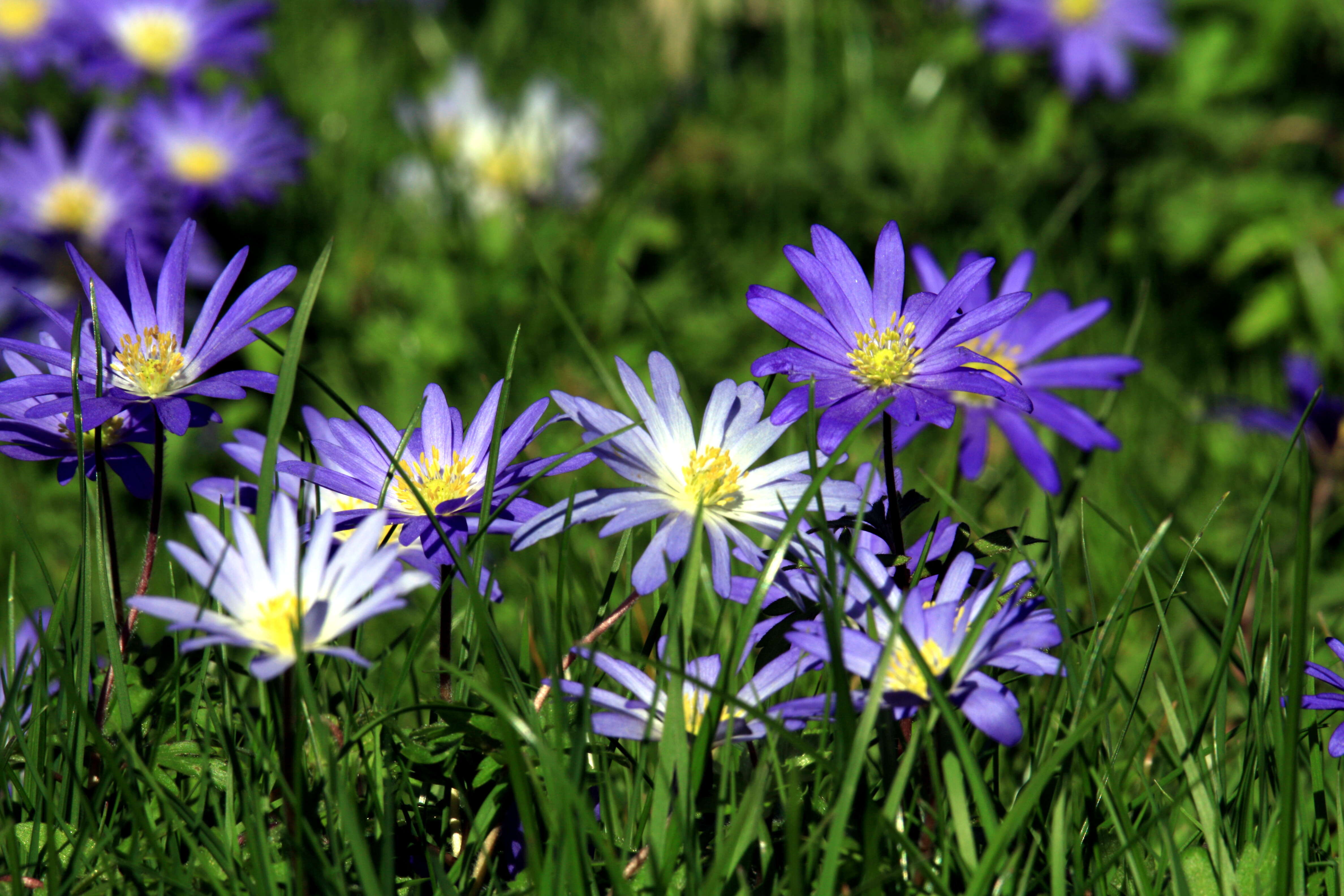 Image of Balkan Anemone