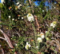 Image of Agathosma planifolia Sond.