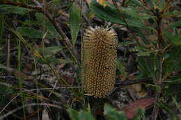 Image of Banksia paludosa R. Br.