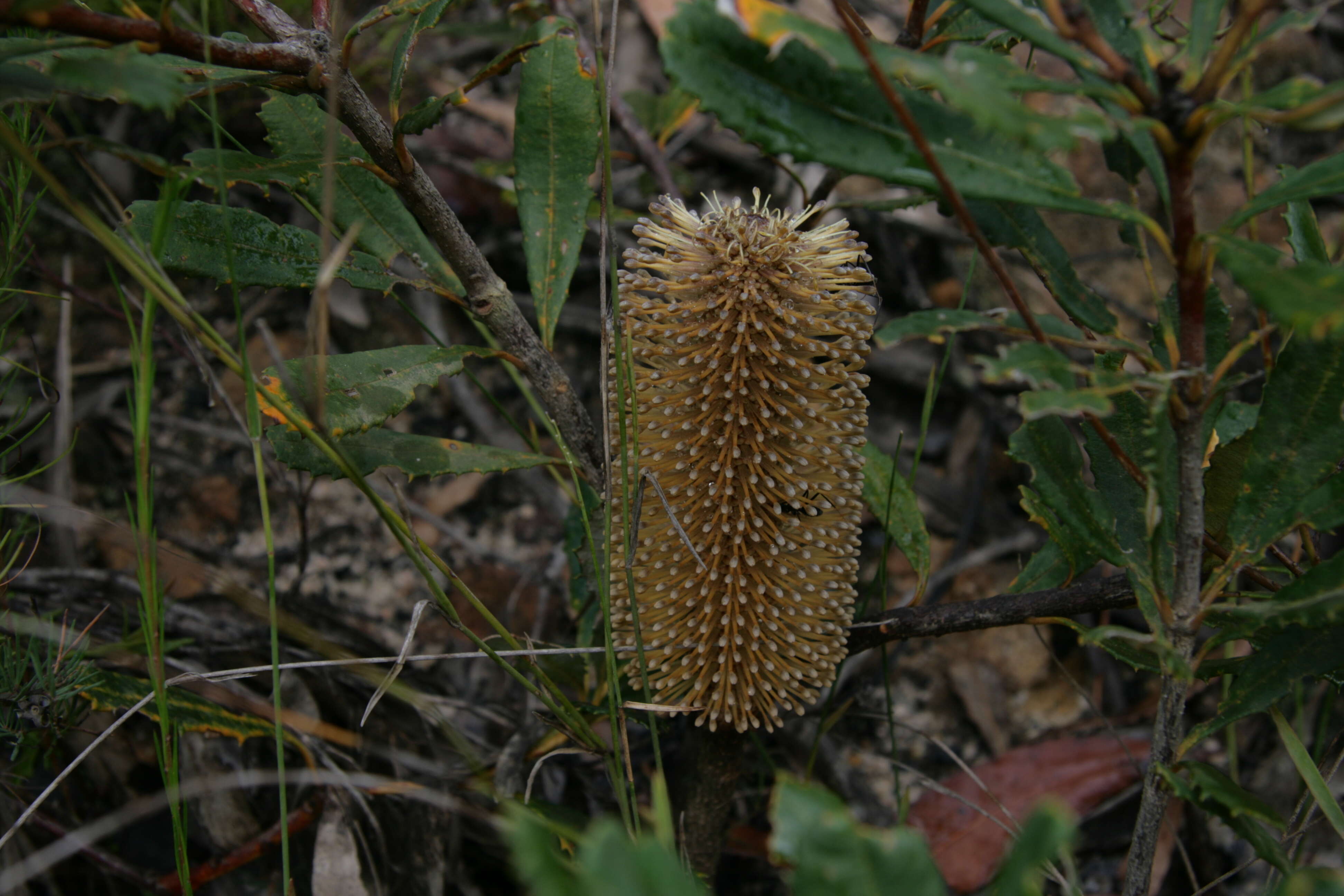 Image of Banksia paludosa R. Br.