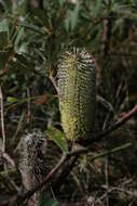 Image of Banksia paludosa R. Br.