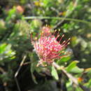 Sivun Leucospermum royenifolium (Salisb. ex Knight) Stapf kuva