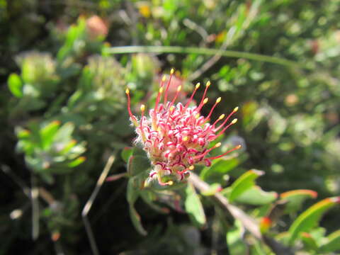 Image of Leucospermum royenifolium (Salisb. ex Knight) Stapf