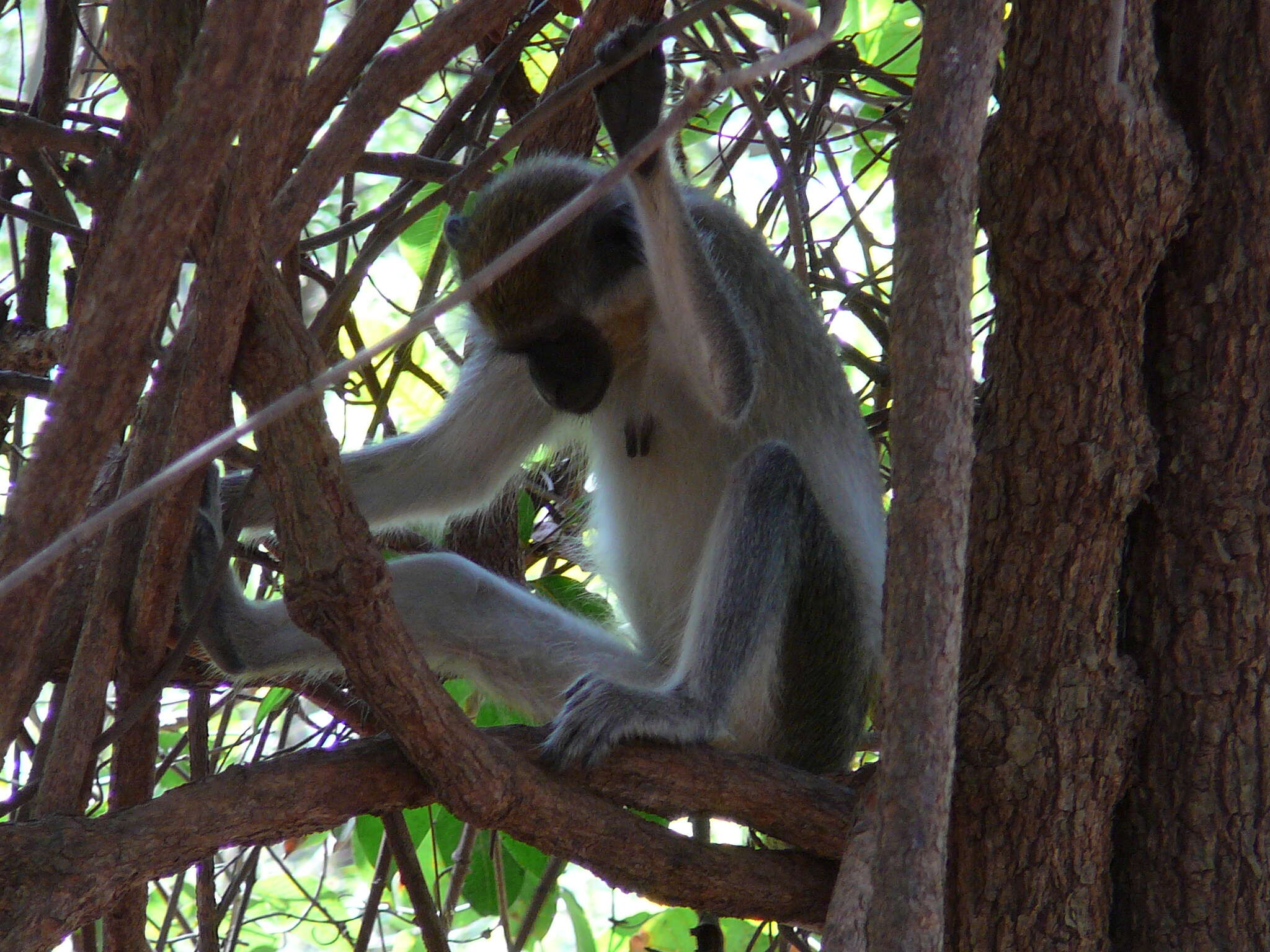 Image of Green Monkey