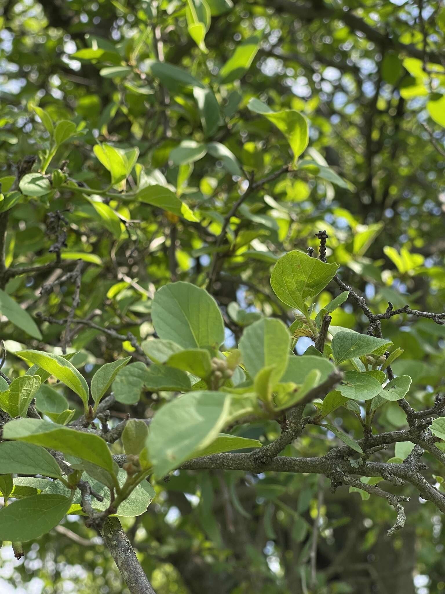 Image of Cordia quercifolia Klotzsch