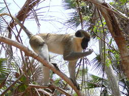 Image of Green Monkey