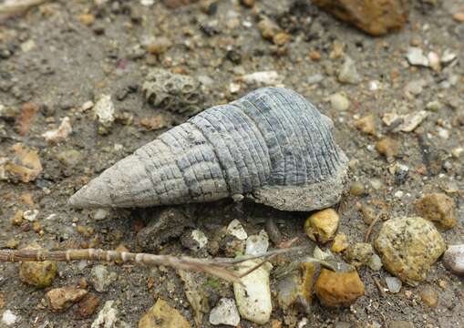 Image of Terebralia sulcata (Born 1778)