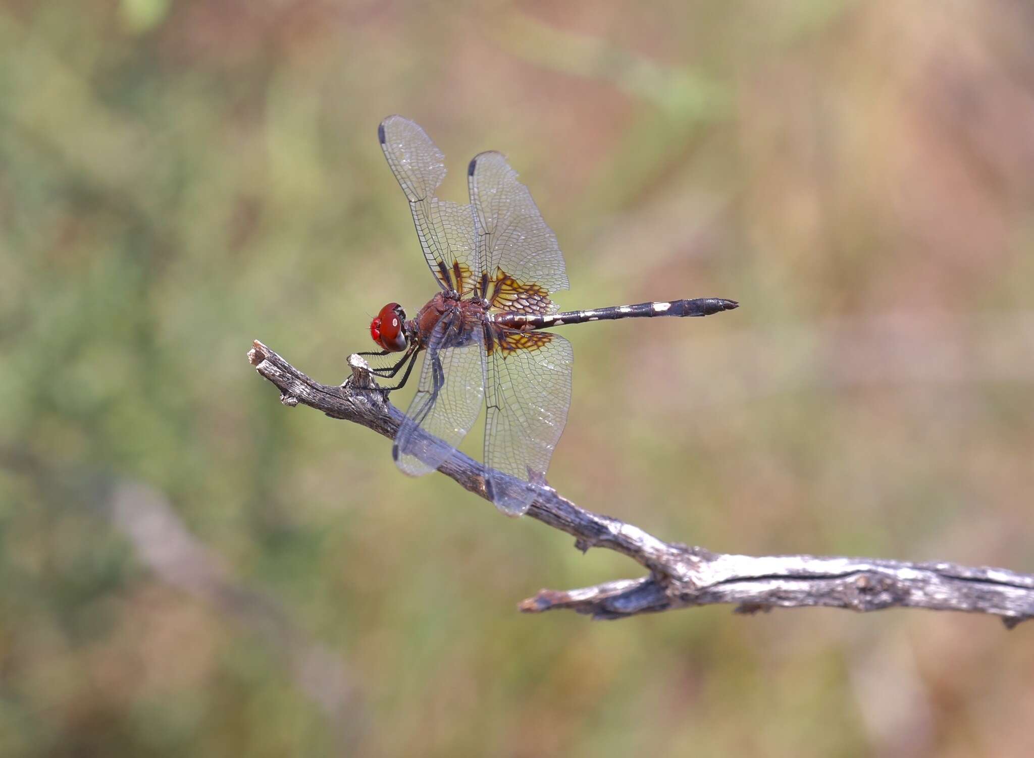 Image of Checkered Setwing