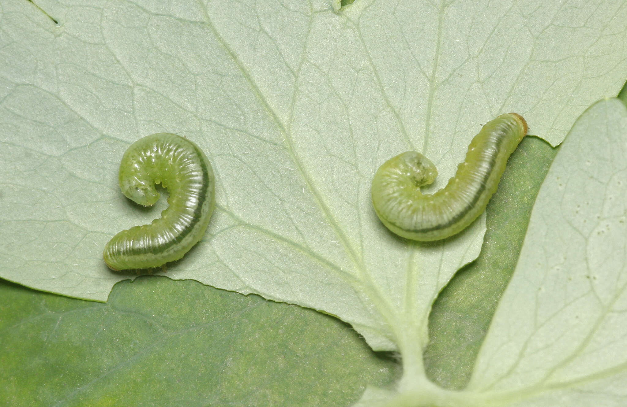 Image of Pristiphora rufipes Serville 1823