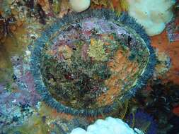 Image of Midas Ear Abalone