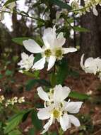 Imagem de Exochorda racemosa (Lindl.) Rehd.