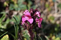 Image de Pedicularis nordmanniana Bunge