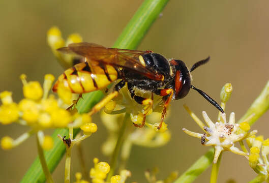 Imagem de Philanthus triangulum (Fabricius 1775)