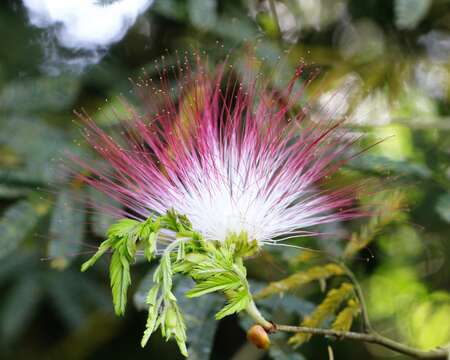 Imagem de Calliandra parvifolia (Hook. & Arn.) Speg.