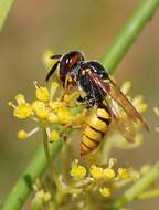 Imagem de Philanthus triangulum (Fabricius 1775)