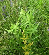 Image of marsh sow-thistle