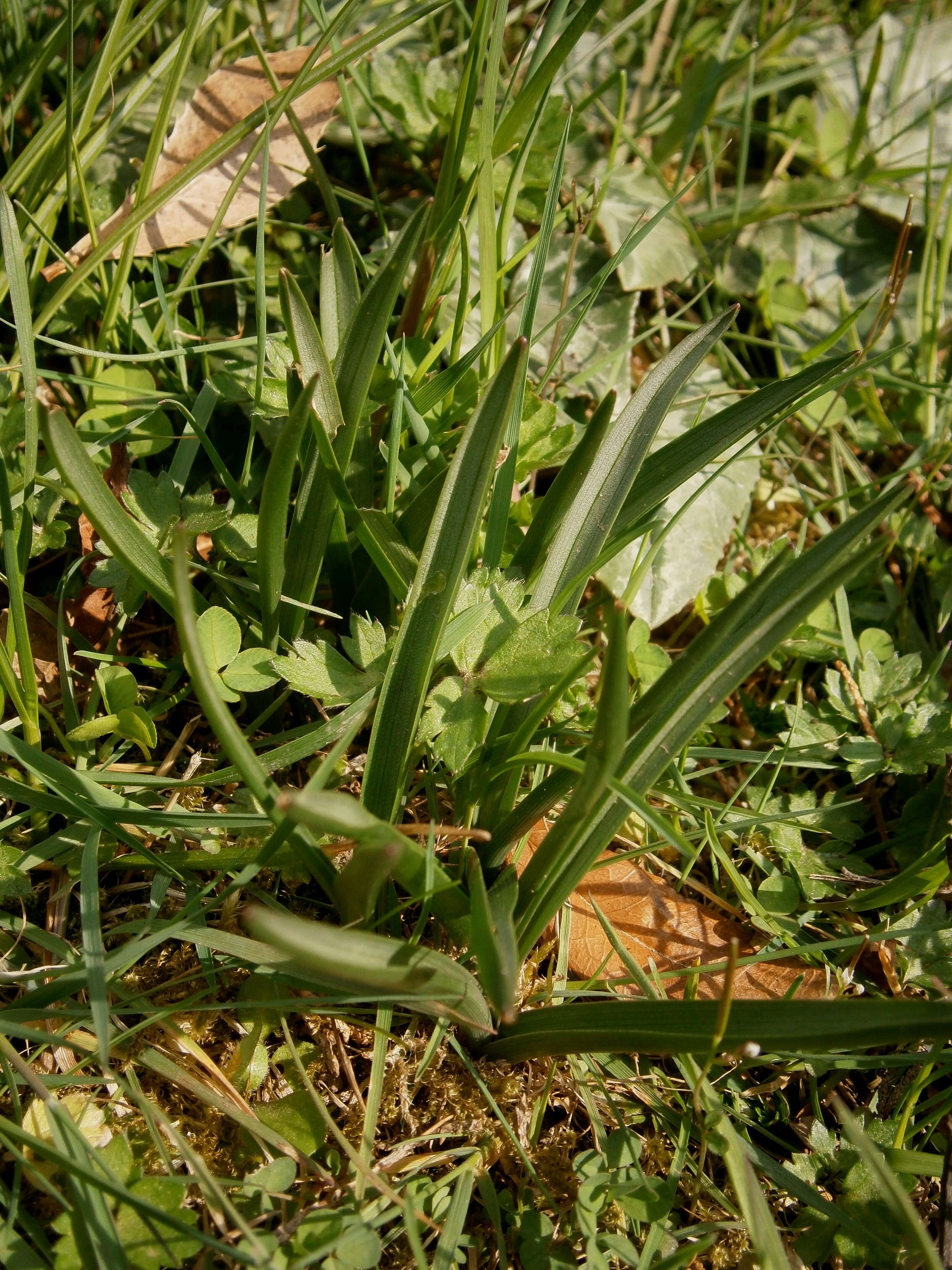 Image of Colchicum bulbocodium Ker Gawl.