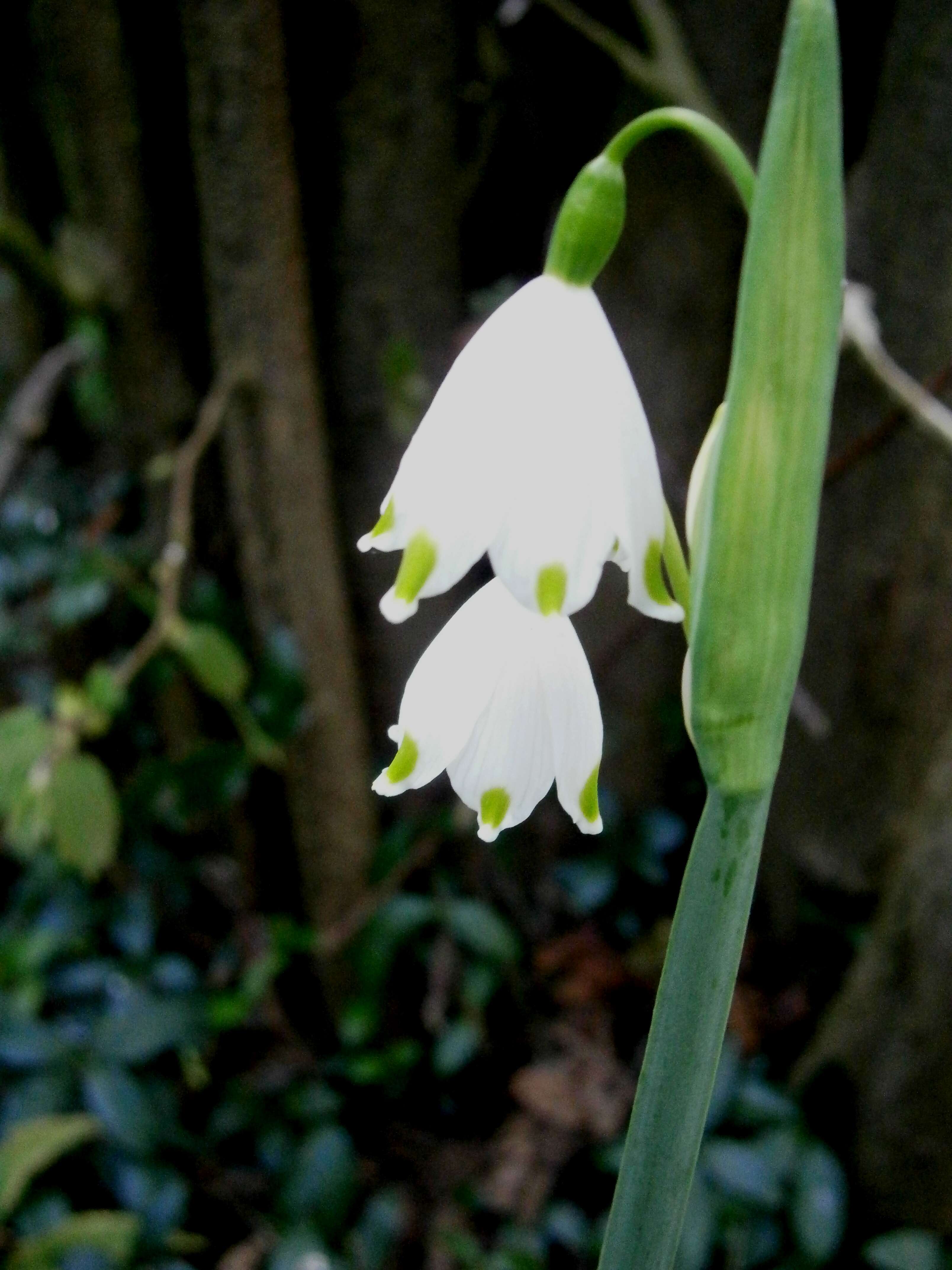 Image of Loddon lily