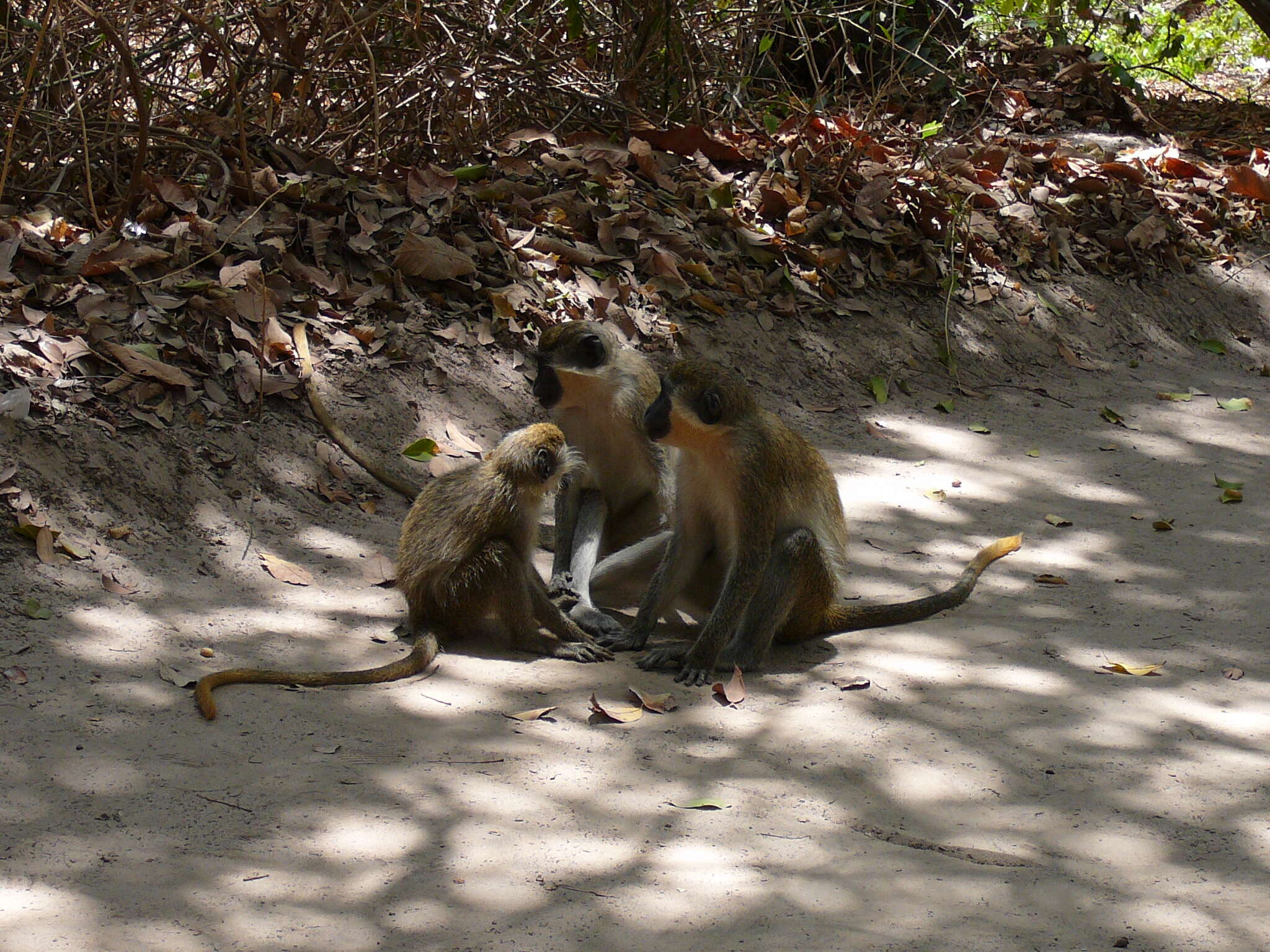 Image of Green Monkey